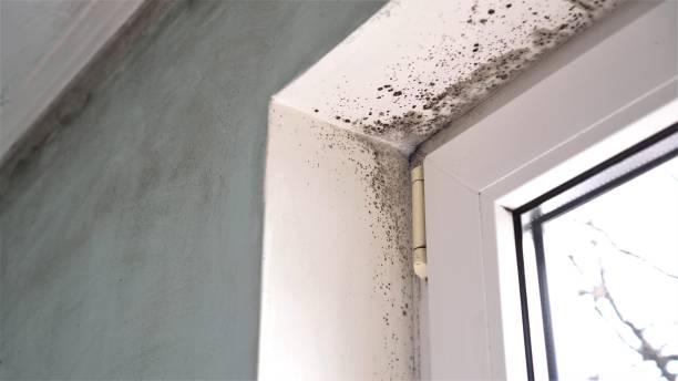 Best Crawl Space Mold Removal  in Zachary, LA