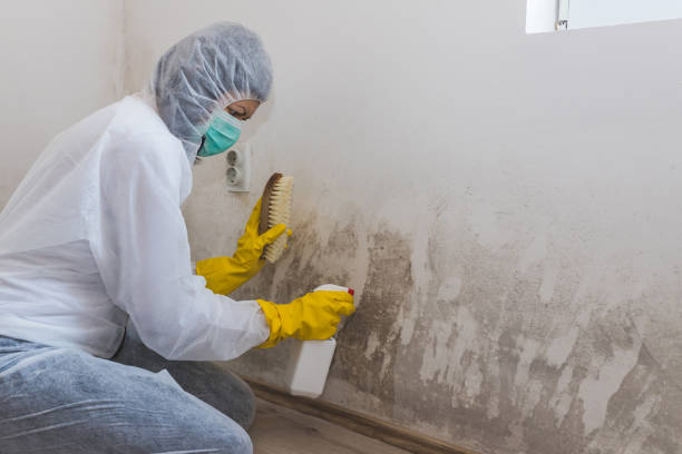 Professional Mold Removal in Zachary, LA
