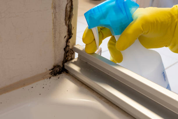 Best Attic Mold Removal  in Zachary, LA