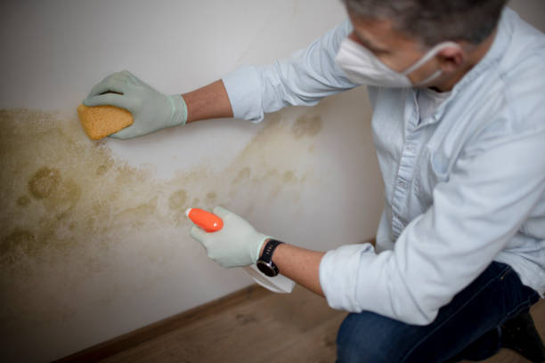 Best Professional Mold Removal  in Zachary, LA