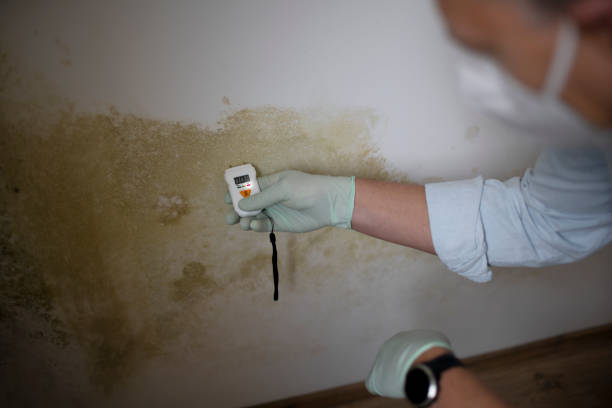 Best Toxic Mold Removal  in Zachary, LA