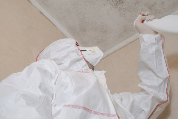 Best Professional Mold Removal  in Zachary, LA