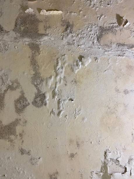 Best Mold Remediation  in Zachary, LA
