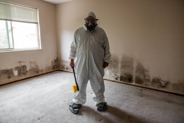 Office Mold Removal Services in Zachary, LA