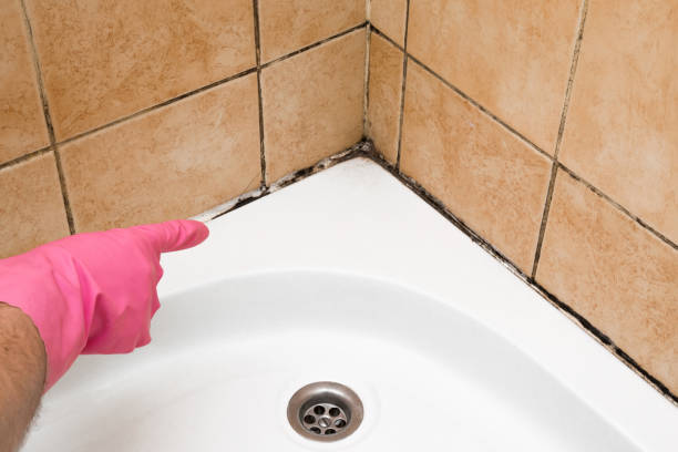 Best Commercial Mold Removal  in Zachary, LA