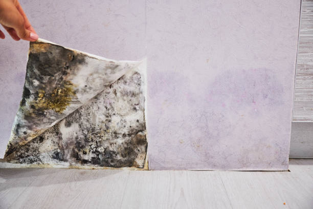 Best Fast Mold Removal  in Zachary, LA